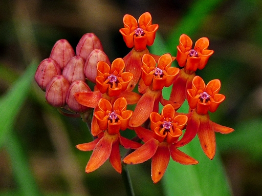 {Asclepias lanceolata}